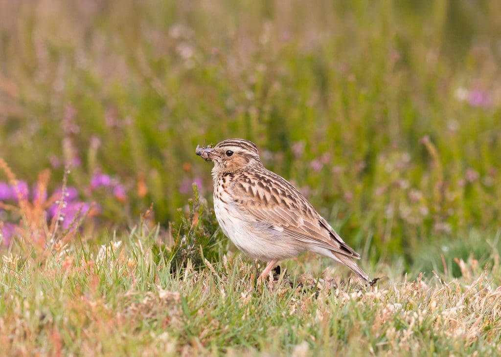 A Woodlark standing in heathland, spots of purple around, with prey in tis beak