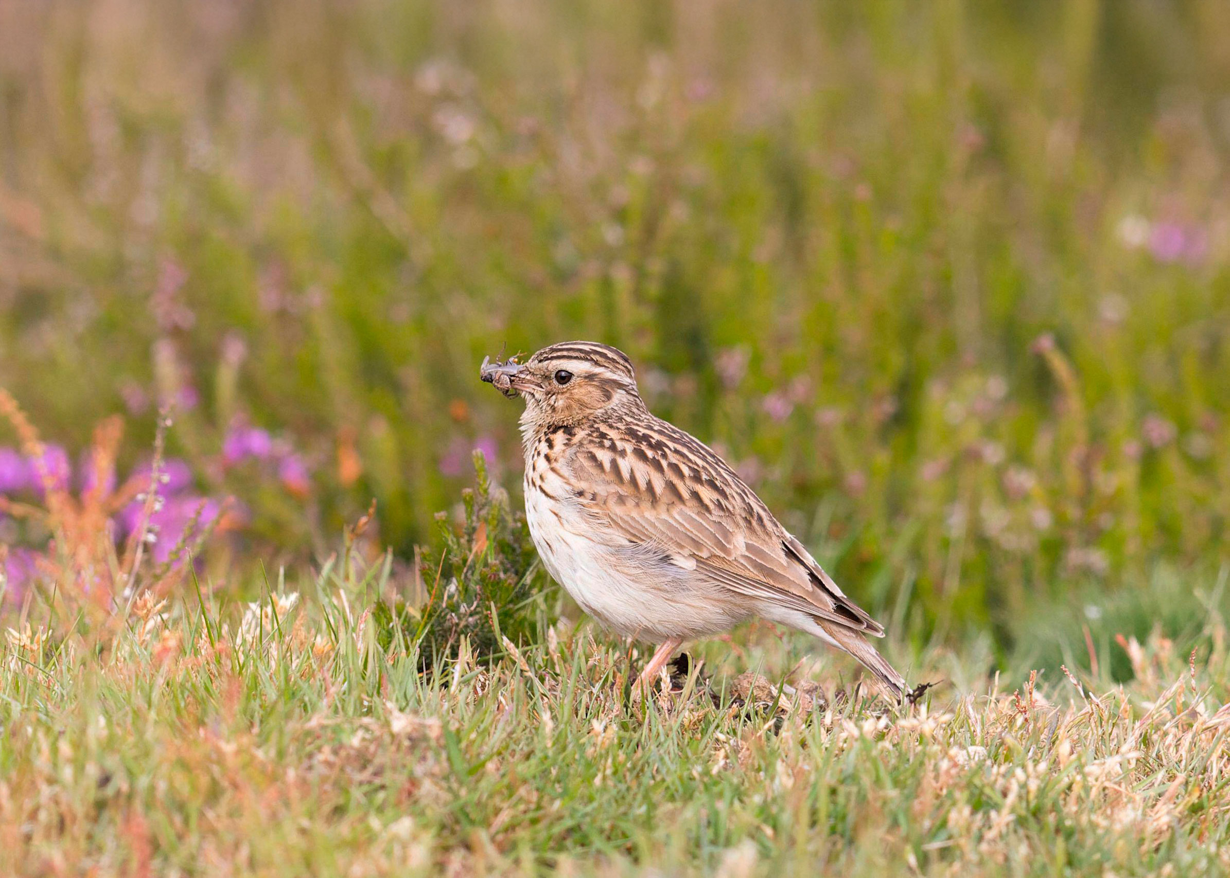 A Woodlark standing in heathland, spots of purple around, with prey in tis beak