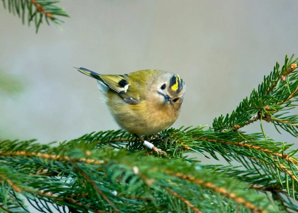 A Goldcrest perched on a spruce branch, looking round