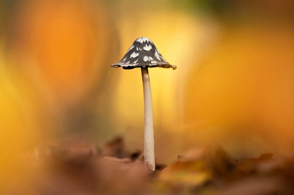 Magpie-inkcap.Credit-Ben-Andrew.RSPB_1038845. A blurred yellow background is behind a fungi with a tall, tapering stalk and a dark, broad cap with pale splotches