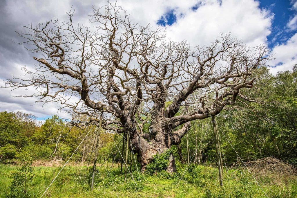 Major-Oak-Credit-Ben-Andrew-RSPB A large, wide, bare oak tree stands in a clearing, with numerous poles propping up its branches