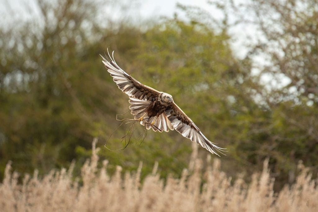 Marsh-Harriers.-Credit-Ben-Andrew.RSPB_1018646 A Marsh Harrier swoops low over fields