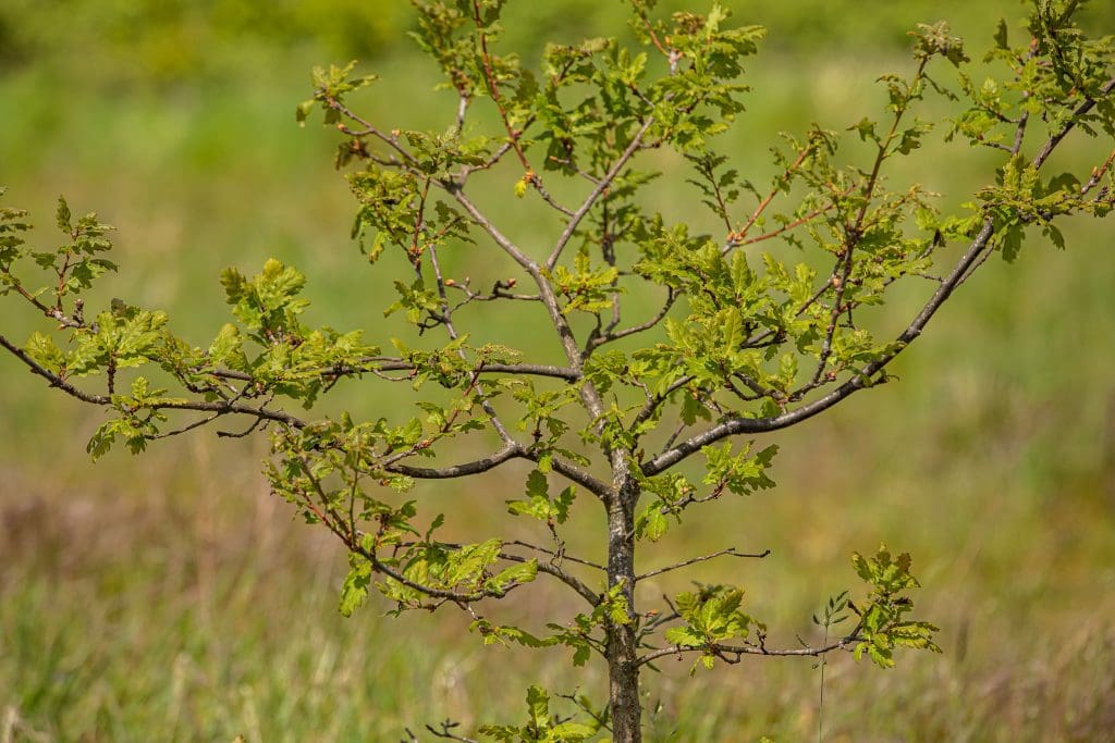 Oak-sapling-2-credit-Ben-Andrew-RSPB-images An Oak sapling