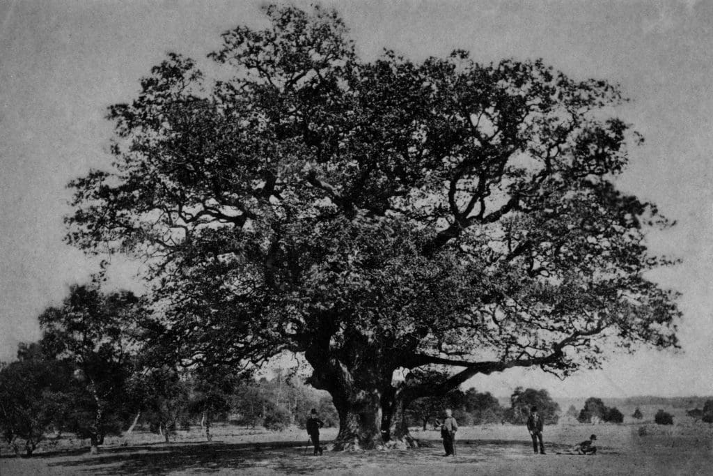 One-of-the-first-known-pictures-of-Major-Oak-provided-by-Reg-Harris A black and white photo of the tall and wide oak tree, in full leaf