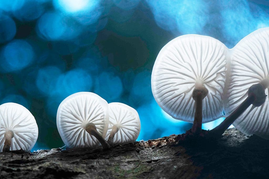 Porcelain-Fungus.Credit-Ben-Andrew.RSPB_1036210 Five white, glowing discs, with lines radiating out from their centres, on small stalks, growing from a piece of wood.