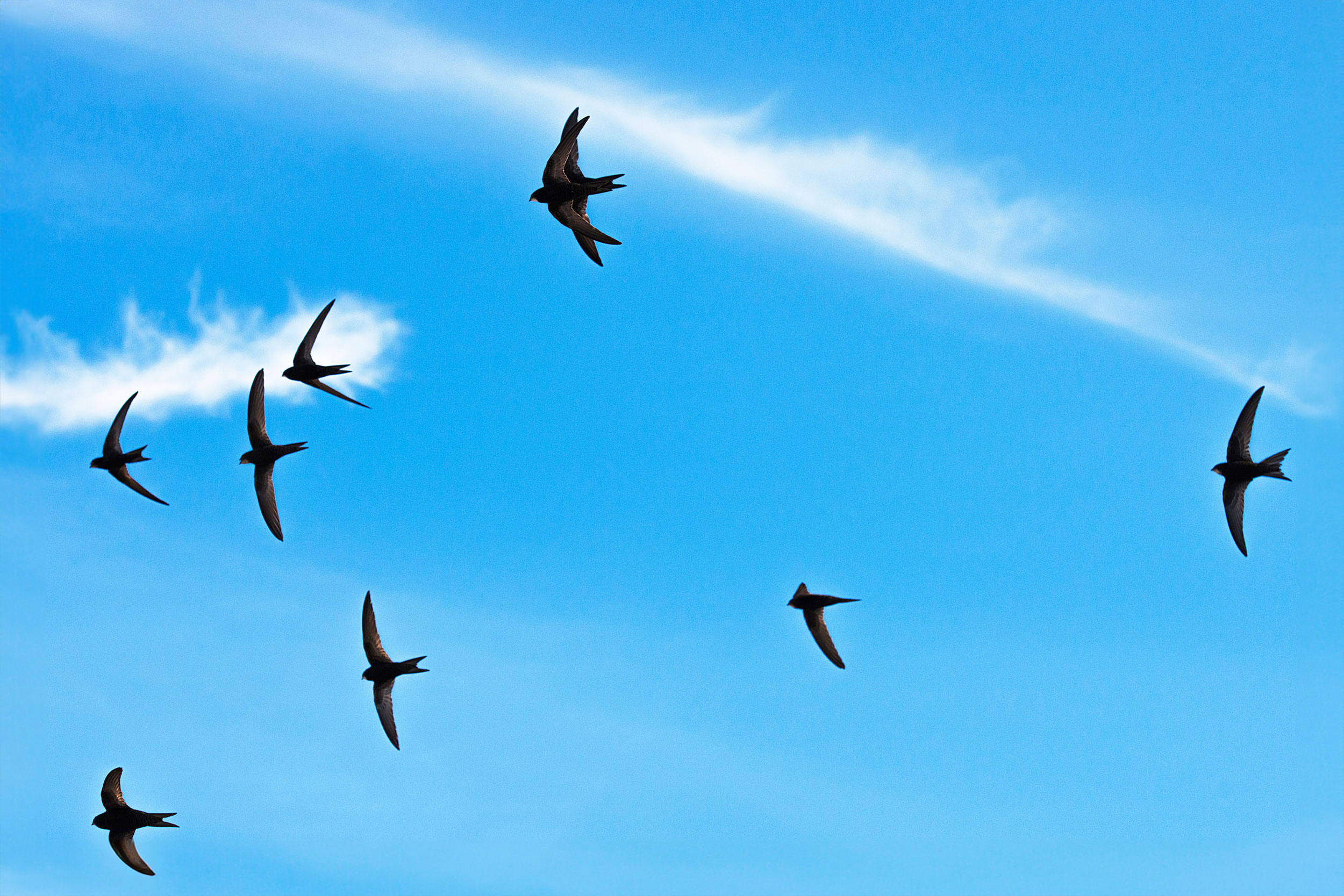 A small group of Swifts, black against the blue sky