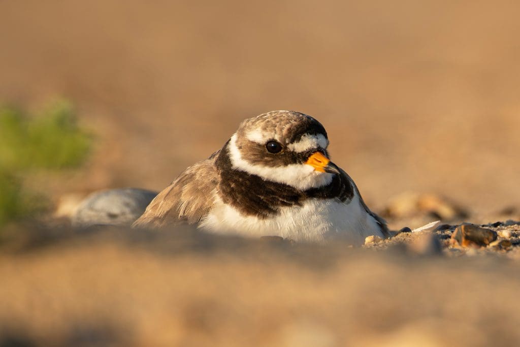 Ringed-plover-adult-sitting-on-nest.Credit-Ben-Andrew.RSPB_1007278
