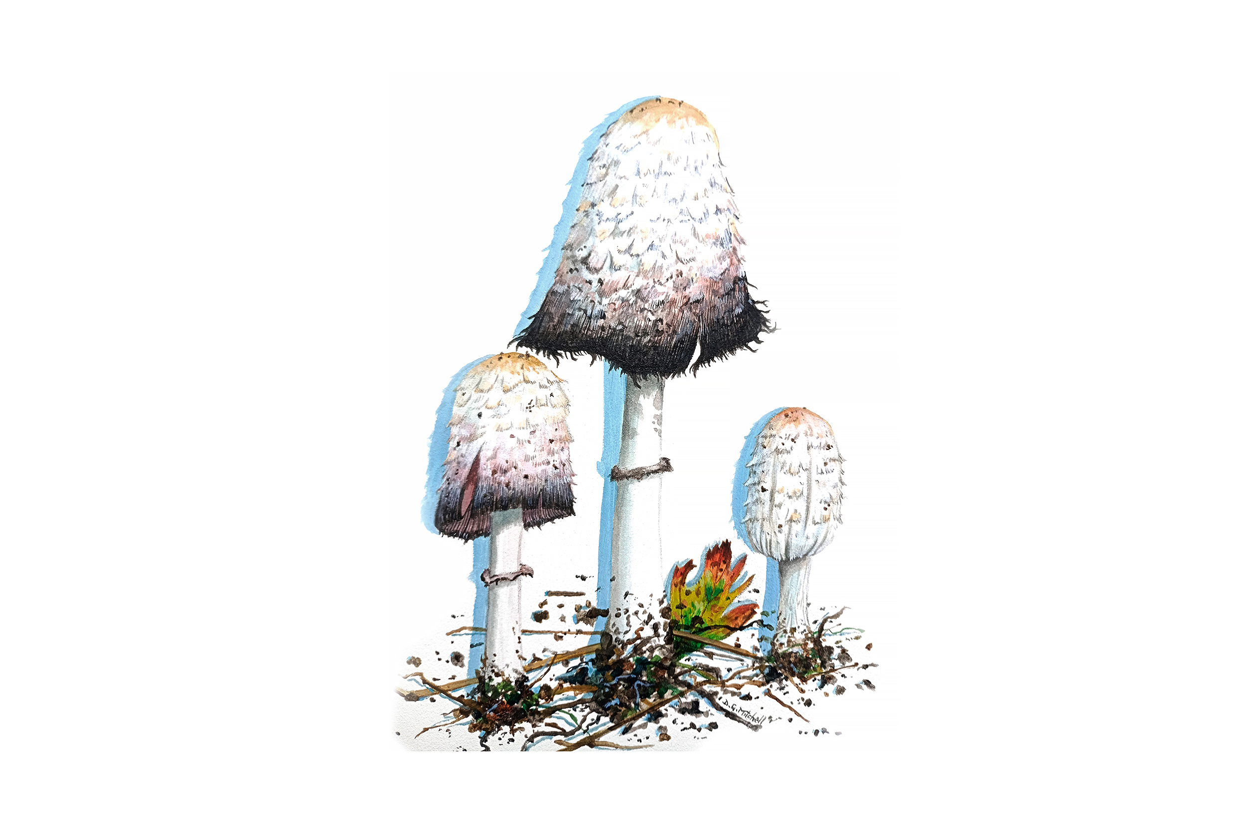 A watercolour illustration of three fungi or varying heights, with thick stalks and white, long caps that have a fluffy, textured surface and a dark, rough edge