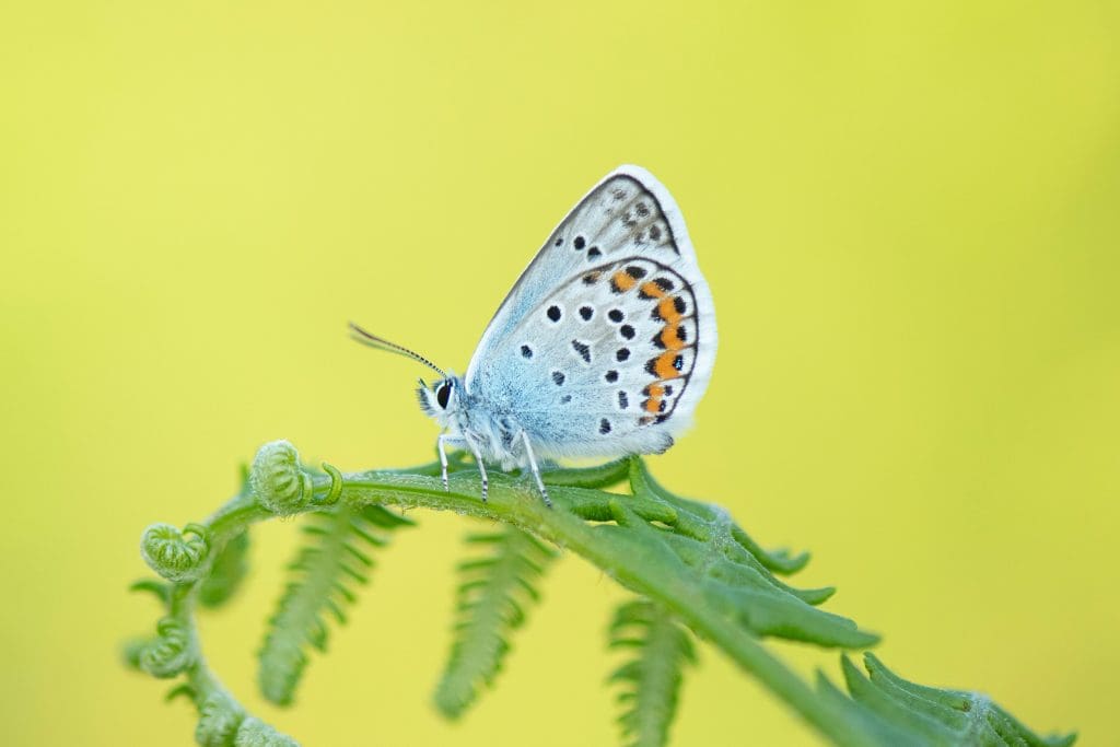 Silver-studded-blue-Plebejus-argus,-butterfly-warming-up-in-early-morning-light-on-fern.Credit-Ben-Andrew.RSPB_1020042 A silver-studded blue butterfly perched on a fern