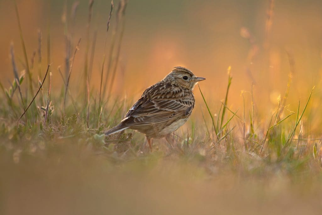 Skylarks.Credit-Ben-Andrew.RSPB_1005305 A Skylark stands in a sunlit field