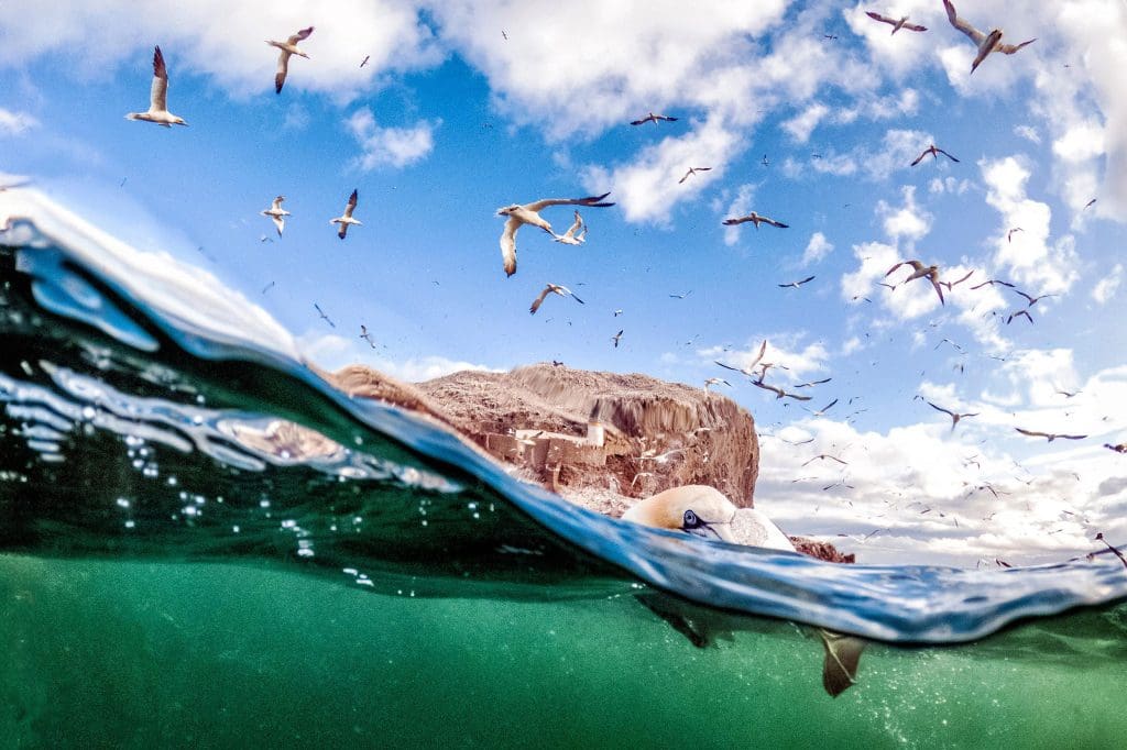 Gannets diving in the water and some circling above, with Bass Rock in the background