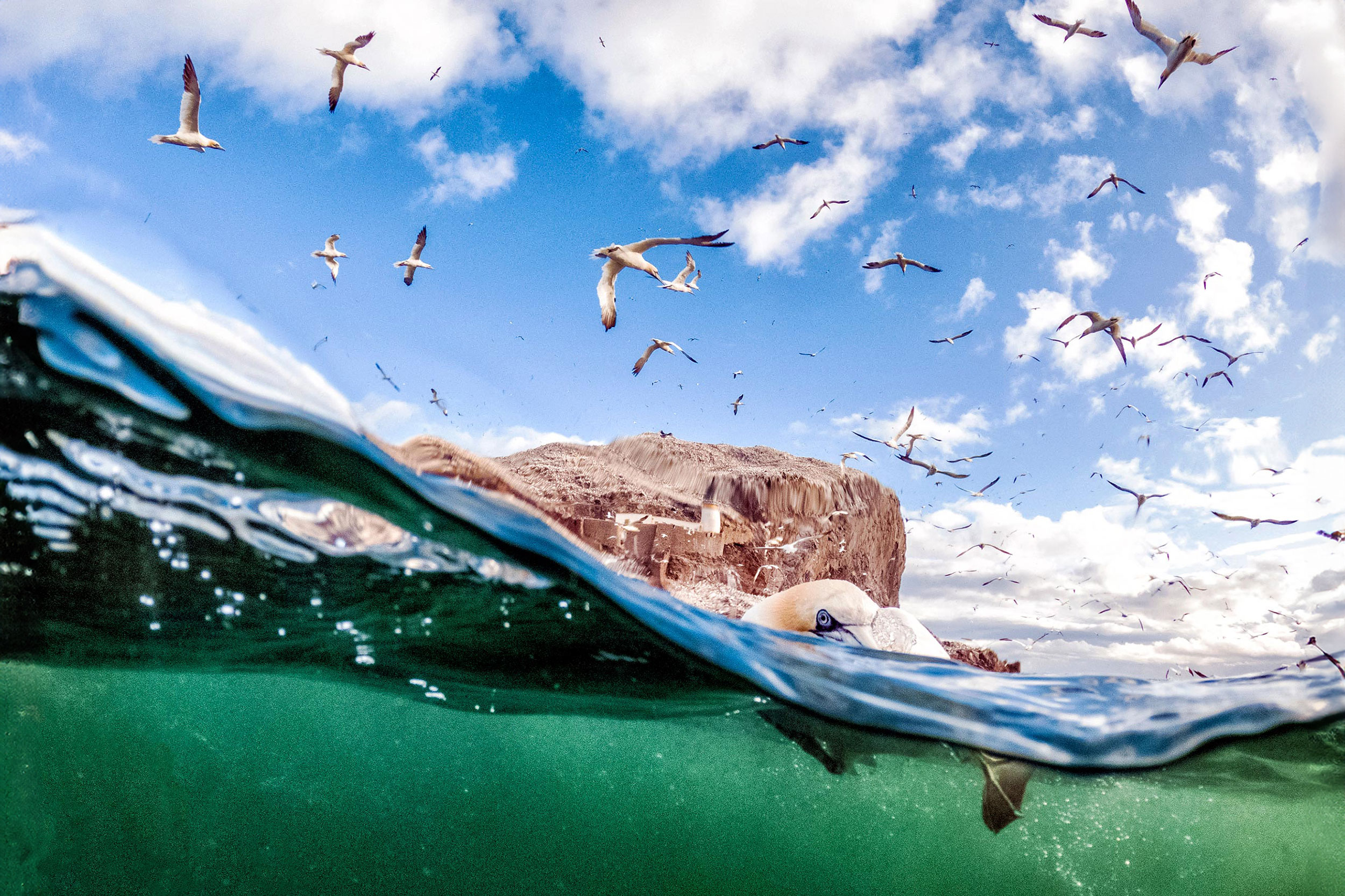 Gannets diving in the water and some circling above, with Bass Rock in the background