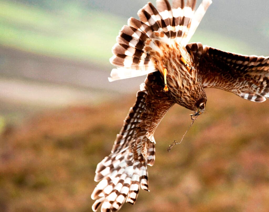 Female Hen Harrier diving with nesting material