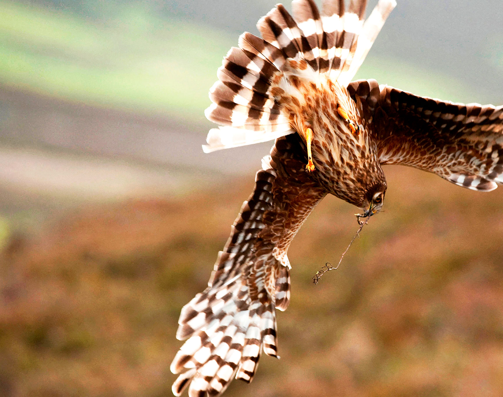 Female Hen Harrier diving with nesting material