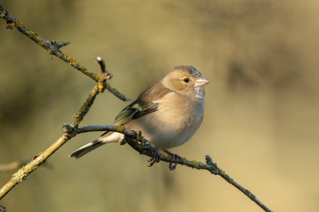 A female Chaffinch perched on a branch